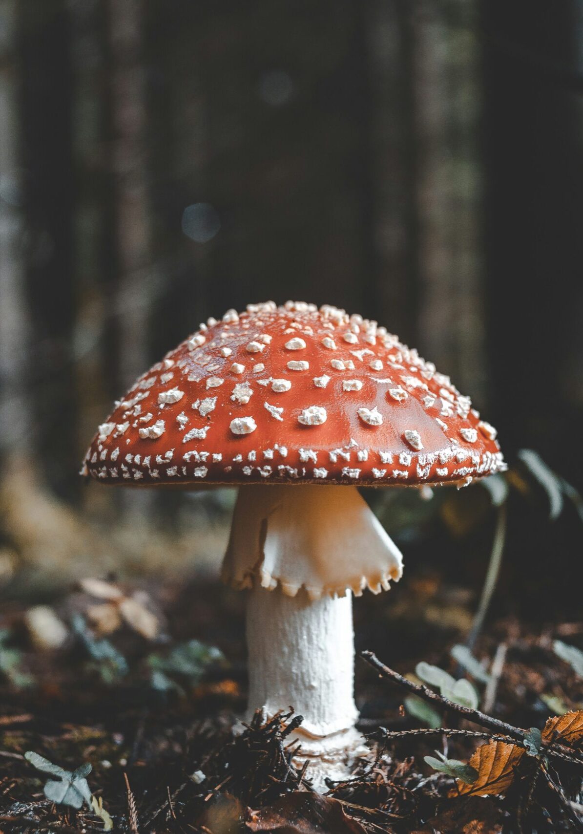 Fly Agaric