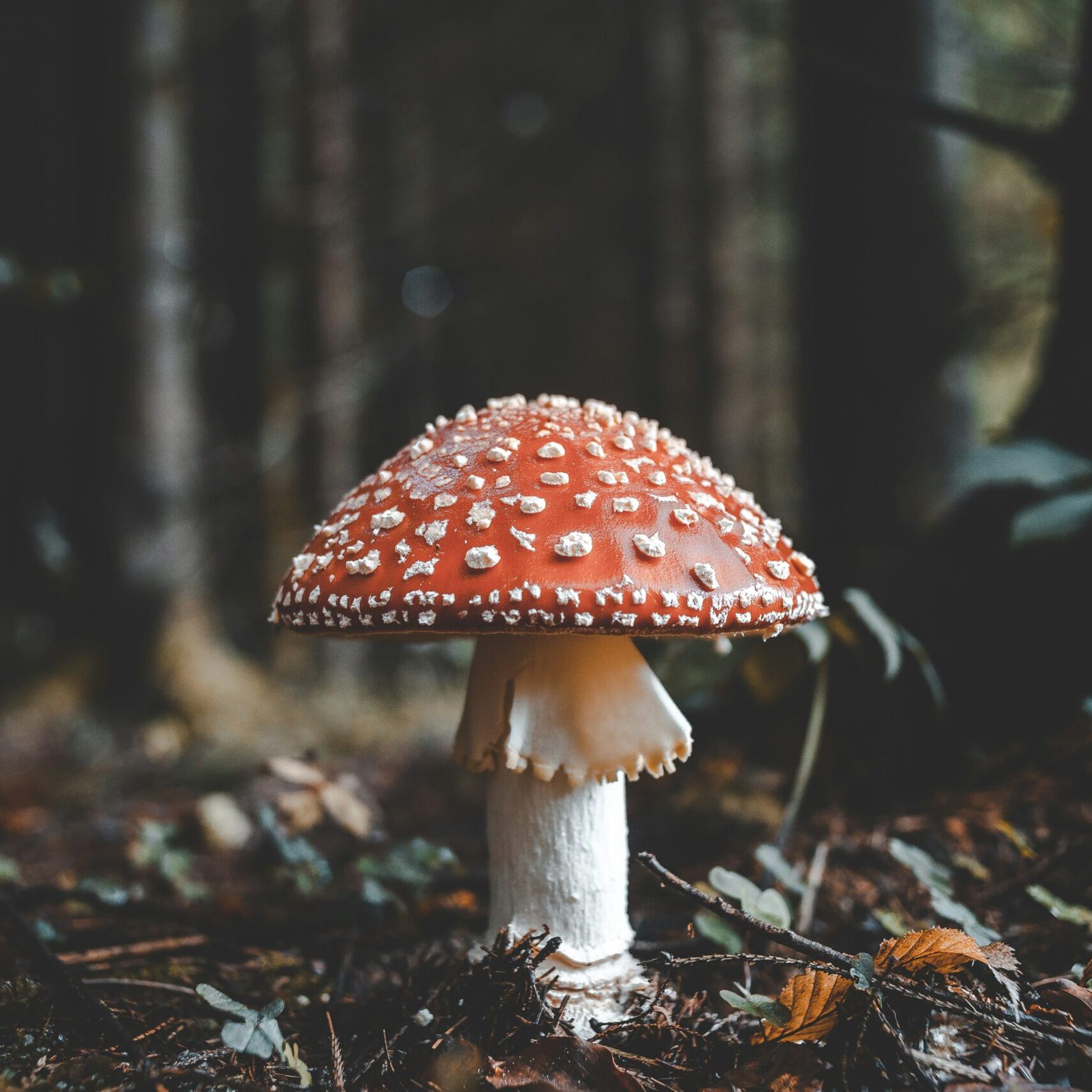 Fly Agaric